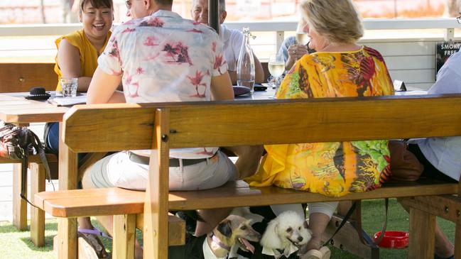 Some happy customers at the dog-friendly cafe Catalina in the Broadwater Parklands, Southport.