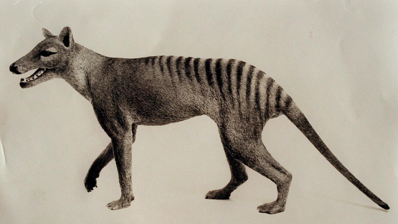 What Happened to the Tasmanian Tiger