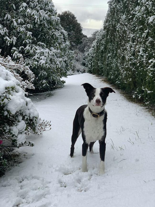 Whiskey the dog enjoying the snowfall in Blackheath on Saturday morning, August 10, 2019. Picture: Chris Monsted