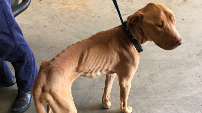 Clifford, emaciated and close to death, shortly after he was seized by RSPCA investigators. Picture: RSPCA.