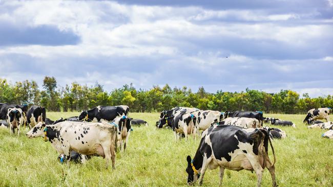 DAIRY: Renee Mugavin dairy workerRenee Mugavin dairy worker who won a grand prize of a trip to the Netherlands at the Young Farmers Ball.PICTURED: Stock Photo. Dairy farm. Dairy cows. Holstein cows. Generic Farm.Picture: Zoe Phillips