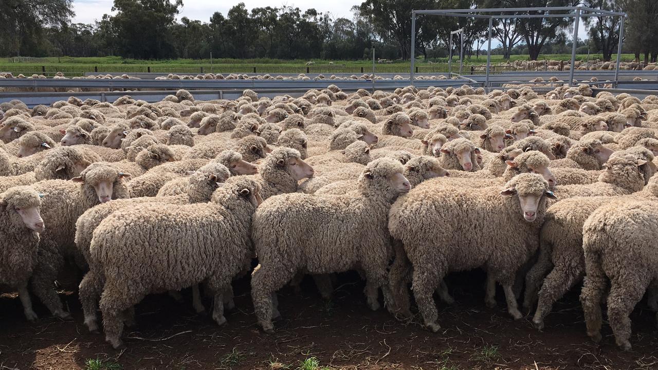 Paraway Pastoral Company to sell NSW farms: Borambil Station, Pier Pier ...