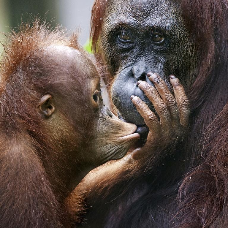 The cub of the orangutan kisses mum in a Borneo Rainforest. Picture: istock