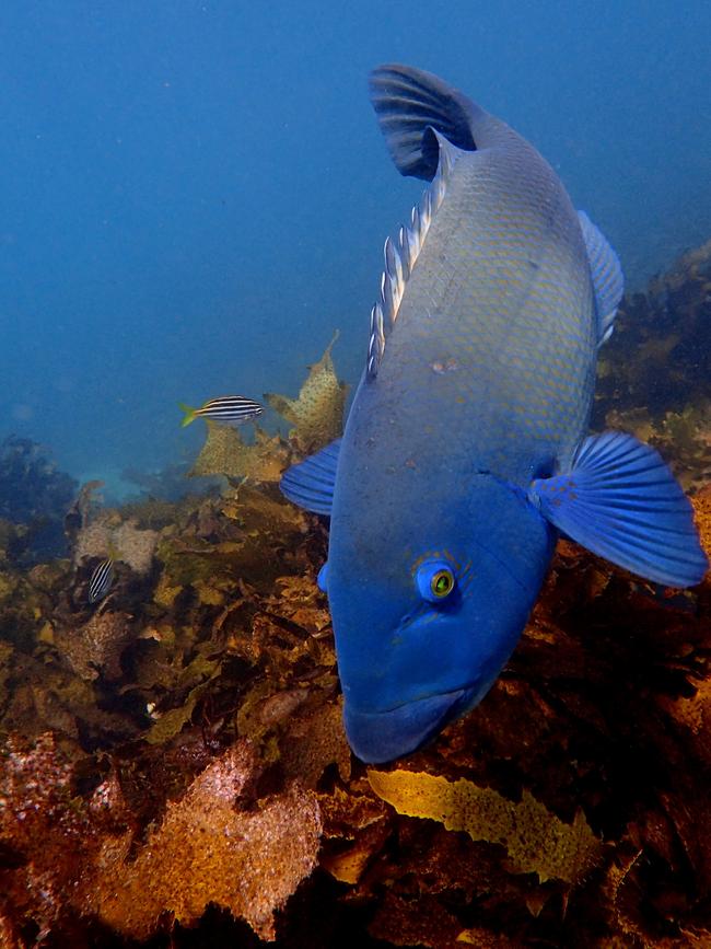 The blue groper males are the brighter blue of the species with the females a more reddish-green colour. Picture: Supplied.