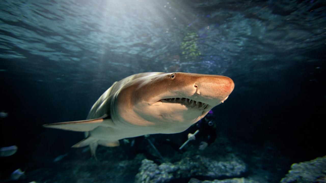 It’s not just reptiles. Grey nurse sharks are critically endangered on the east coast of Australia and vulnerable on the west coast of Australia and the rest of the world.