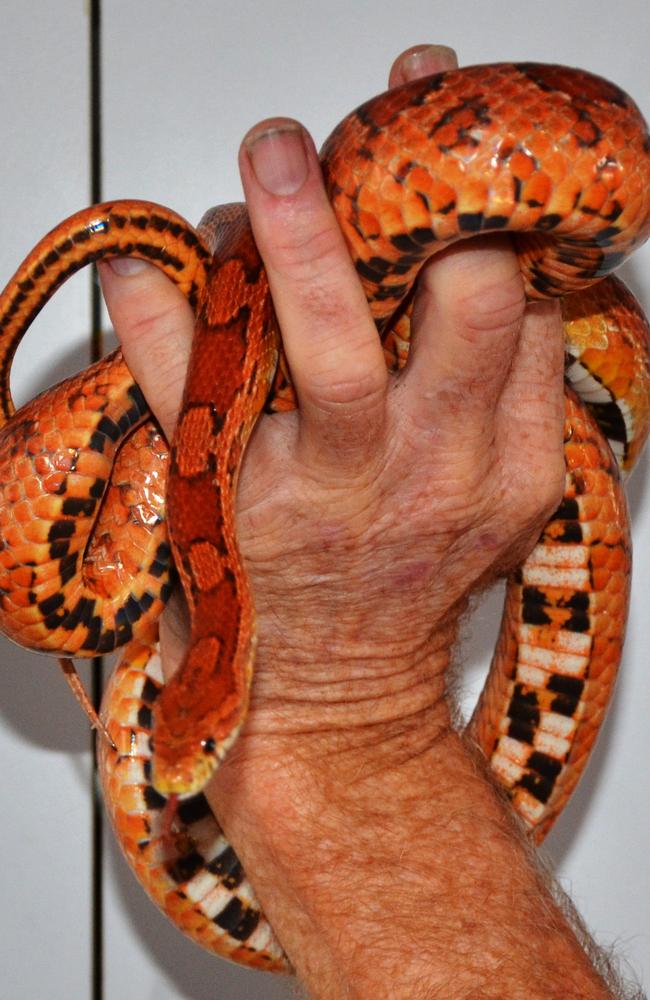 American corn snake have been spotted around Sydney.