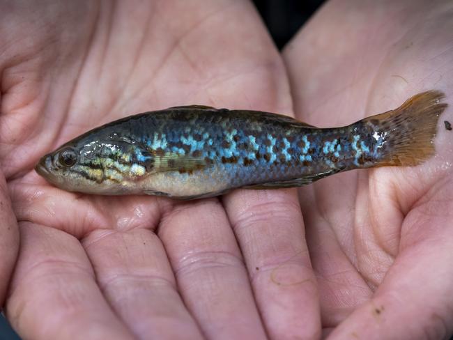 The Aussie fish that’s come back from extinction — twice