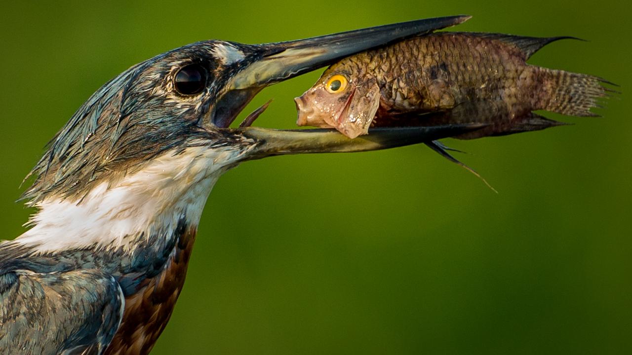 “Houston, we’ve had a problem: This fish is astonished when has been trapped for a fisher bird.” Amazon kingfisher, Brazil. Picture: The Comedy Wildlife Photography Awards 2021/Txema Garcia Laseca