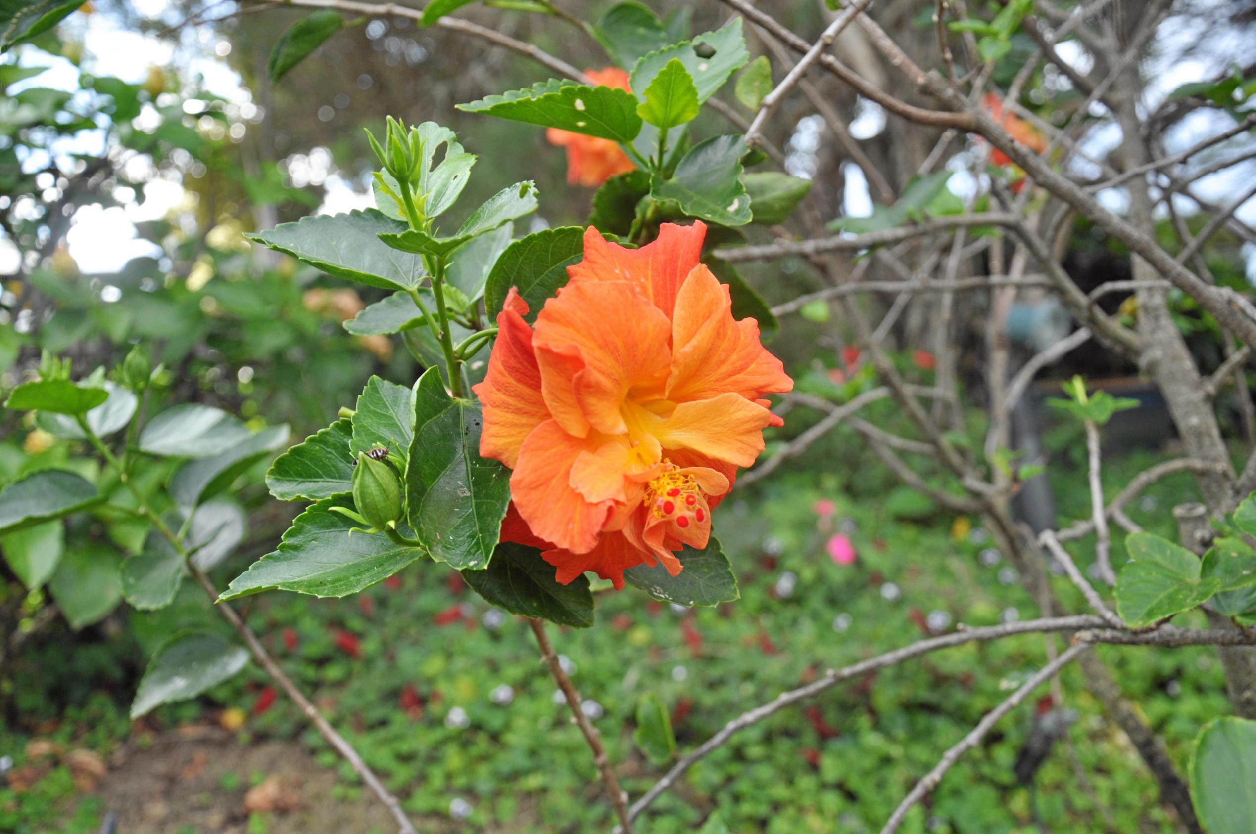 Monto Garden Club visits Roy and Bev Marbach's property. Picture: Mackenzie Colahan