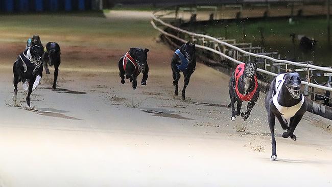 Charles Sultana was found guilty of animal cruelty in his treatment of greyhounds (not pictured). Picture: Justin Brierty