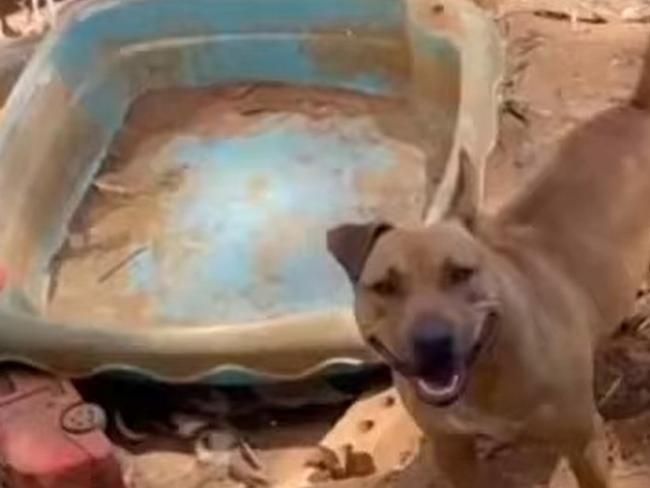 RSPCA investigating after dogs left in extreme heat at Salisbury North without shade, clean water. Picture: 7NEWS Adelaide