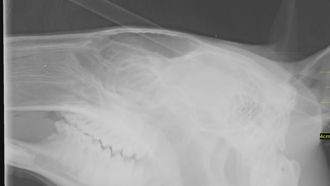 An x-ray of the arrow through Spot’s head. He was treated at Lort Smith Animal Hospital.