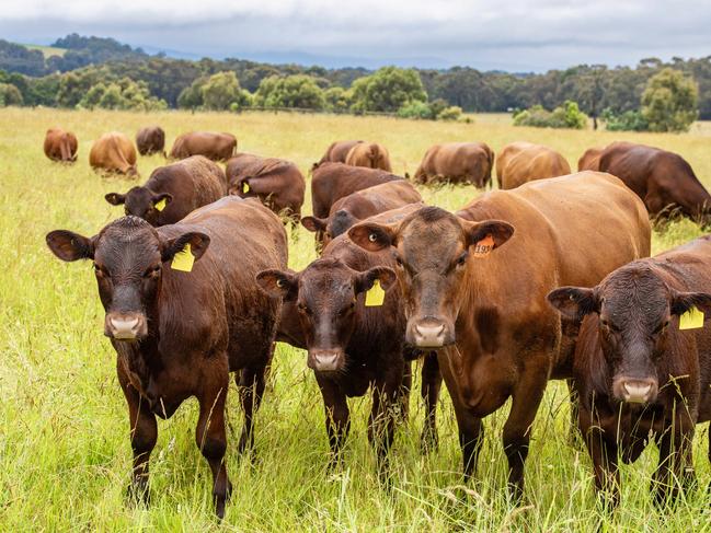 NEWS: Stuart Grainger Regenerative AgricultureStuart Grainger is a food executive and will be speaking at the upcoming GROW festival.  Stuart Grainger on his farm at Newham with his Red Angus.PICTURED: Generic farm. Regenerative agriculture. Holistic farming. Red Angus cattle. Beef cattle. Stock Photo.Picture: Zoe Phillips