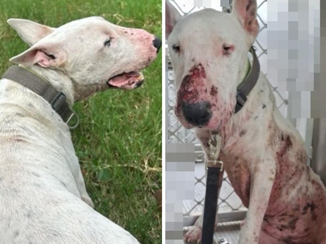 ‘Heavily traumatised’ pooch rescued from death row goes viral