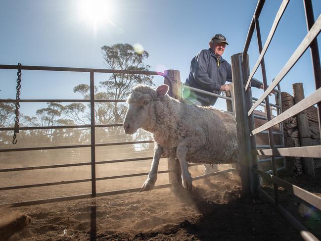 Grantley Doecke 65, is selling the last of his sheep from his property at Sutherlands as he can no longer feed them. He plans to retire early. Picture: Brad Fleet