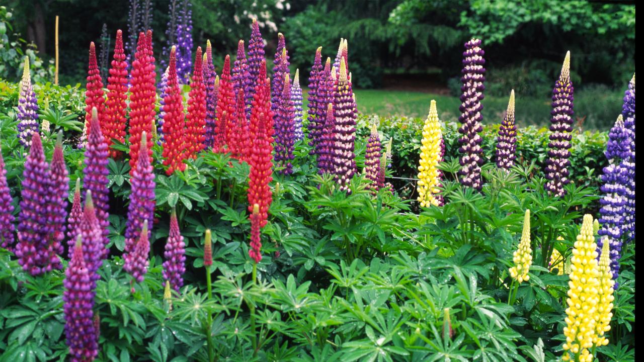 Russell lupins Tony Fawcett’s guide to growing flower in your garden