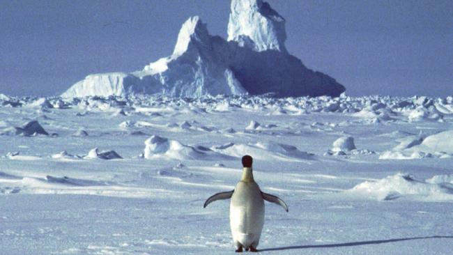 A lone penguin appears during Antarctica’s summer season. Picture: AP