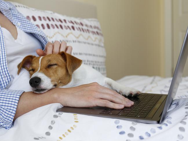 Coronavirus pet . Picture: istock. Close up shot of young woman working remotely from home in her bed on laptop due to coronavirus quarantine. Freelancer female with her jack russell terrier puppy. Copy space, background,