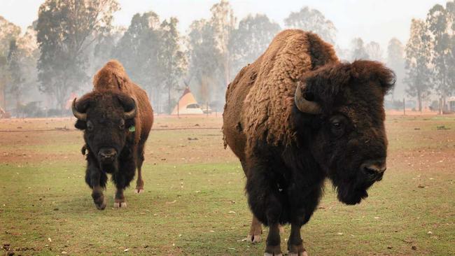 Bison are safe at Aranyani Bison Adventure Tourist Park. Picture: Jimmy Melecki