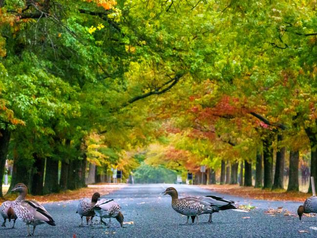 Autumn leaves at Mount Macedon PIcture: Jay Town