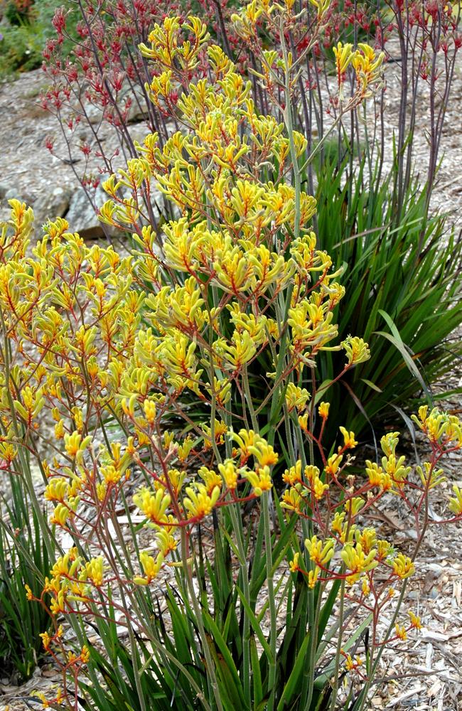 Birds love Australian natives like the Bush Pioneer variety of Kangaroo Paw.