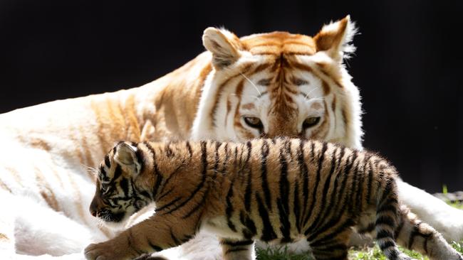 Sita kept a watchful eye over the other tigers. Pics Adam Head