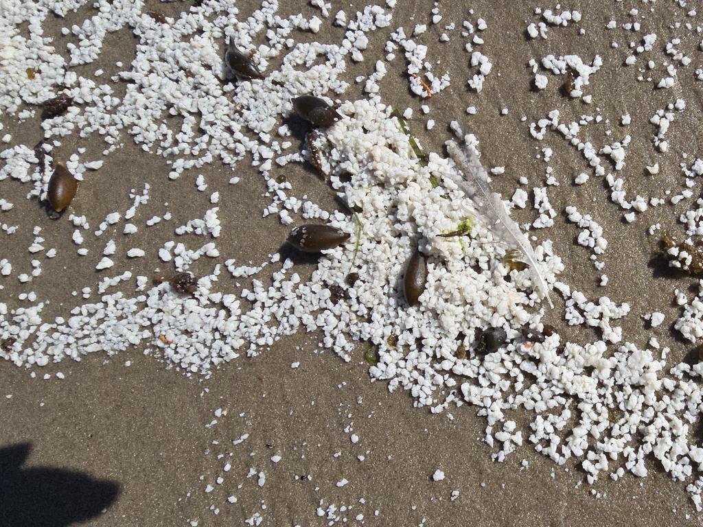 The beach has also been littered with salmon fat by “foreign owned fish farms” and is “risking Tasmania’s huge tourism industry” according to Bob Brown campaigner Alistair Allan.