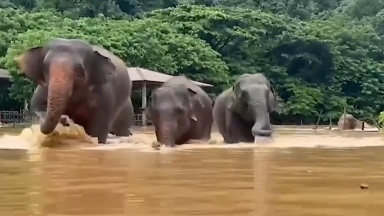 Around 100 elephants rescued from floods in northern Thailand