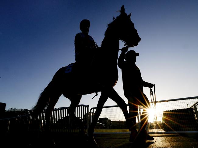 NCA. MELBOURNE, AUSTRALIA. October 8 , 2024.  Trackwork at Caulfield race course.  Fancy Man heads out onto the course for this mornings gallop    .  Pic : Michael Klein