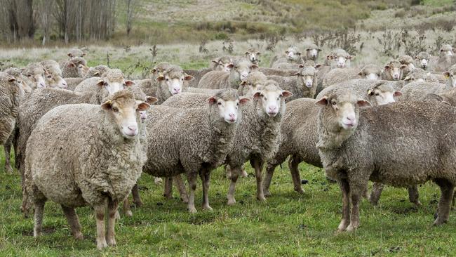 Rabobank’s Rural Confidence survey has found 31 per cent of farmers are optimistic about the agricultural sector’s outlook over the next year. Picture: Zoe Phillips