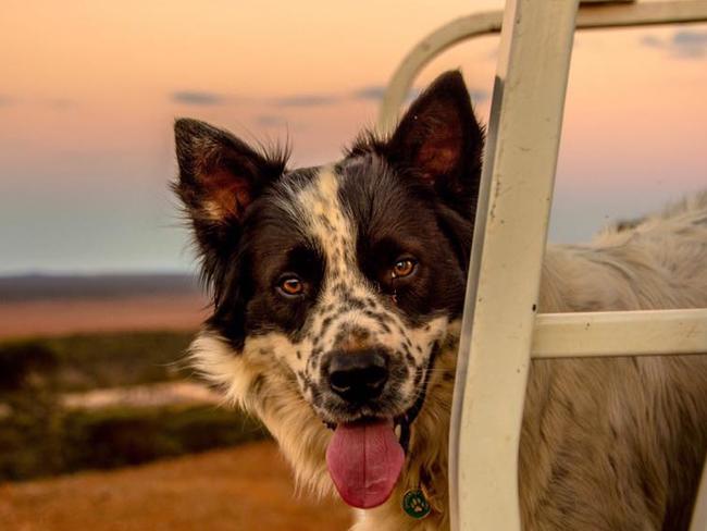Finn is such a “goofball”, but the most gentle and loving puppy owner Dimiti Gaffney knows.