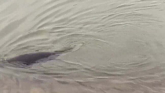 Race to rescue seal trapped in Gold Coast lake