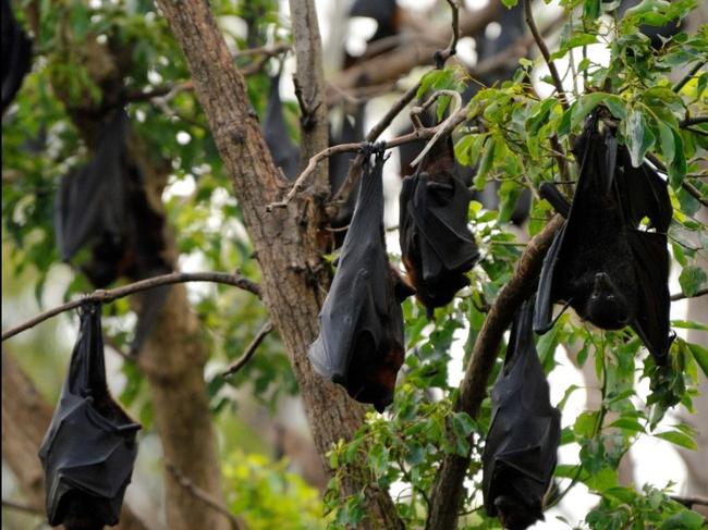 Nuisance flying-fox colony funds for councils as temps soar