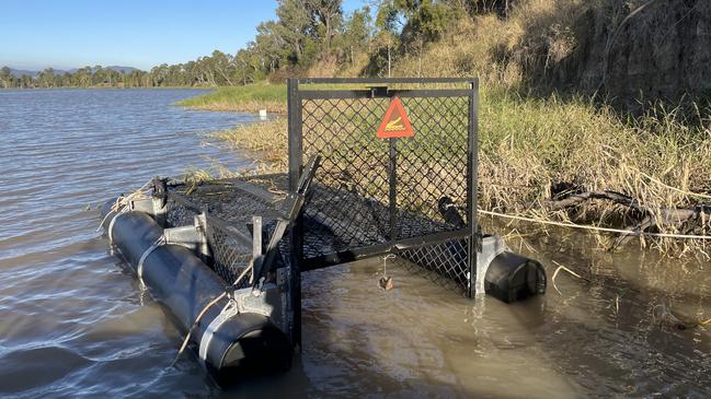 A problem crocodile has been targeted for removal from the Fitzroy River in Rockhampton.