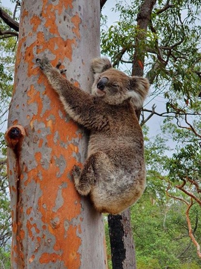 This koala was spotted in Kulnura by Alicia and Stephen Owen on Saturday.