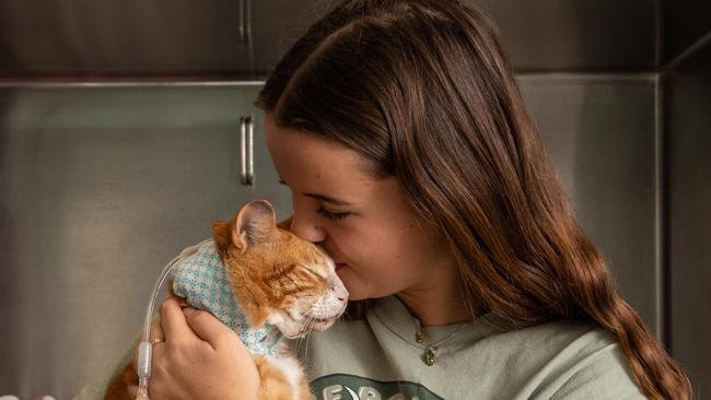 It was love at first sight for Julia Allen when she saved Big Ginge after he was thrown from a car at Newport early last Friday morning. Picture: Monique Harmer)