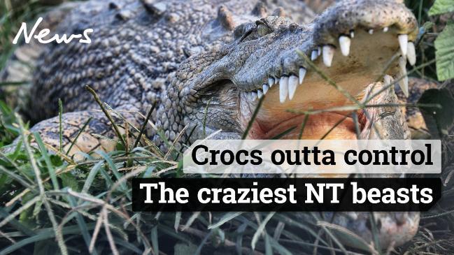 Crocodiles NT: Croc snapped eating pig at popular NT fishing competition  the Barra Nats