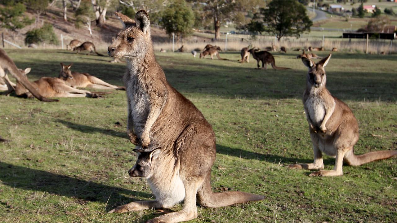 Kangaroos Melbourne: Doreen woman films roos in Laurimar Boulevard ...