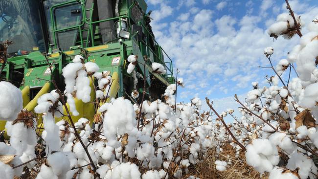 Cotton picking at Nuveen Natural Capital’s Cobran Station near Carrathool NSW.