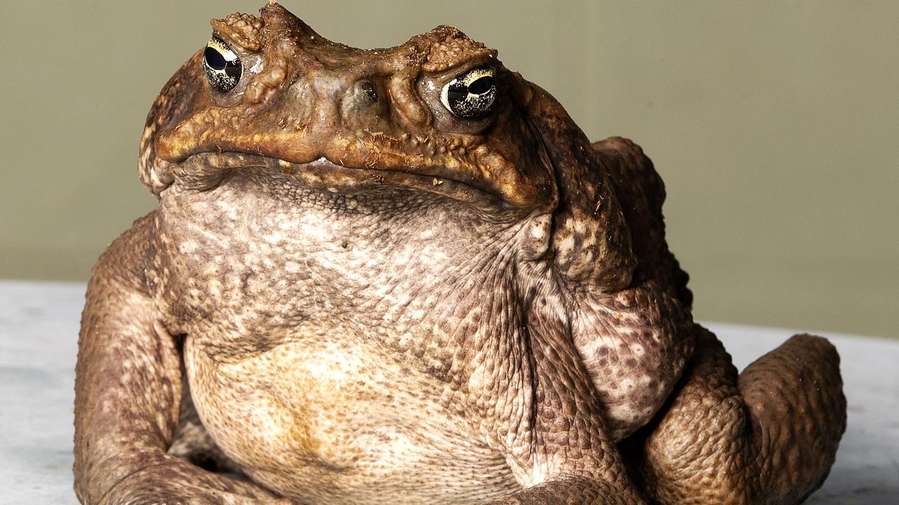 Giant cane toad discovered in Australia dubbed 'Toadzilla