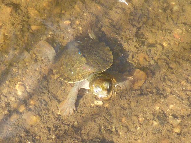 Aussie Ark also illegally trapped seven Bell's turtles. Picture: New South Wales Office of Environment and Heritage (file image)