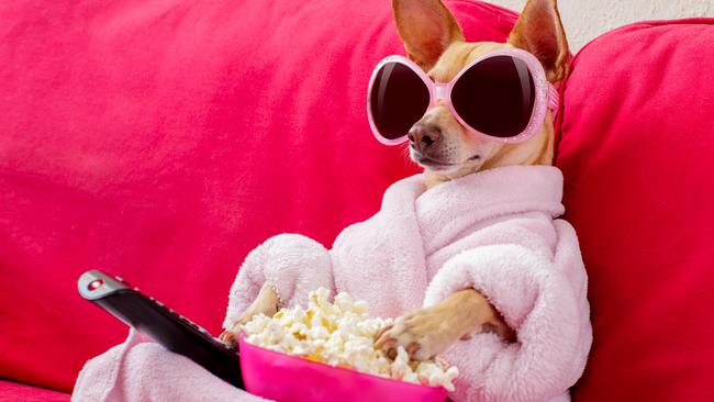 Dogs may give popcorn a miss, but most do like time on the couch with a remote control watching other dogs on the big screen. Image: Supplied.