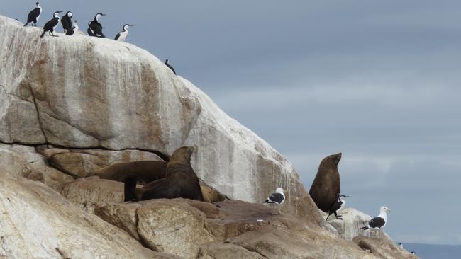 Sea lions on Ile des Phoques, Tasmania. Picture: Katrina Lobley