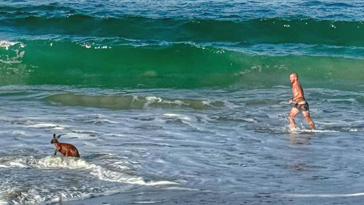 A man has been hailed a hero for jumping in and saving a kangaroo at a Port Noarlunga Beach in South Australia. Picture: Annette Oaks / Facebook.