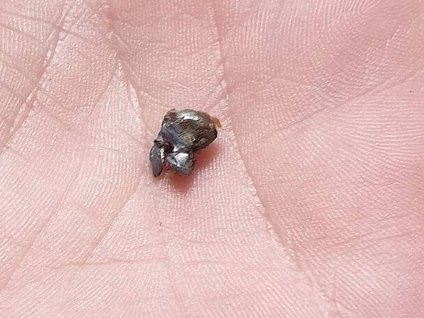 The air rifle pellet that was found embedded in the raven’s wing. Picture: NQ Wildlife Care