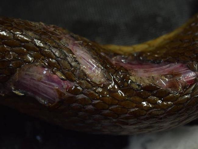 The venomous Coastal Taipan was found to have three tears in its skin when snake catchers removed it from behind a wall in a home in Kelso, a suburb of Townsville. Picture: Joe Mackereth