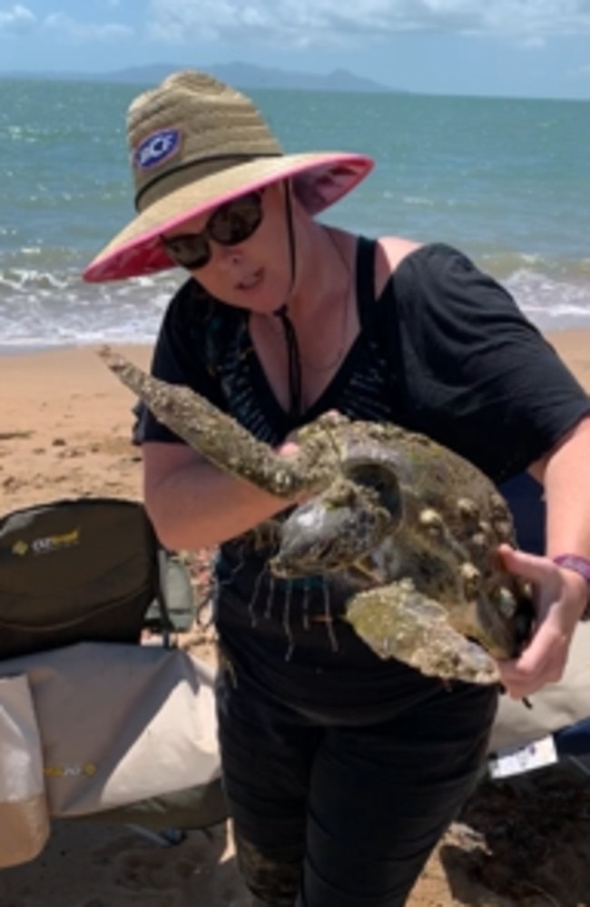 Trish Prendergast from NQ Wildlife Rescue with the green sea turtle that was found floating off the coast of Townsville on October 18. Picture: Trish Prendergast