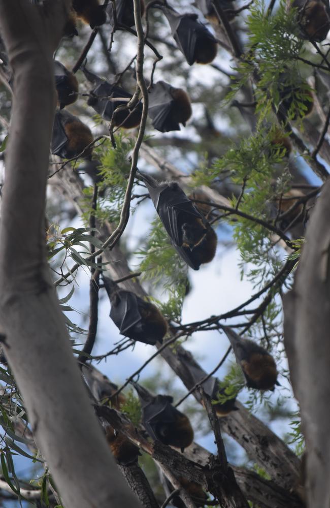 And more bats in Parramatta Park. Picture: Stacy Thomas