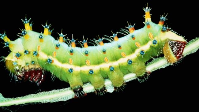 Caterpillars and other "venomous arthropods" like centipedes and scorpions are more dangerous than a bus crash. 