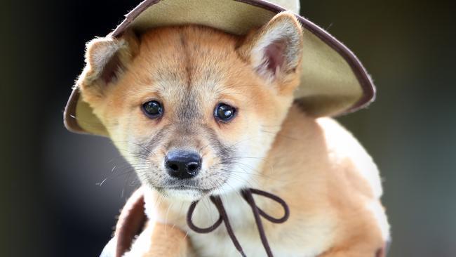 Dingo puppies store